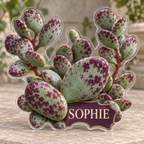Front view of personalized adromischus calico heart garden acrylic plaque with sample name SOPHIE, displayed in a softly blurred warm succulent conservatory