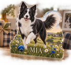 Artwork visualization: Border collie — adoption anniversary gift, personalized MIA, subject-shaped acrylic with printed optical 3D depth; not carved relief.
